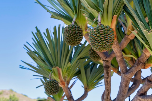 A pandanus utilis also known as common screwpine is despite its name a monocot not a pine