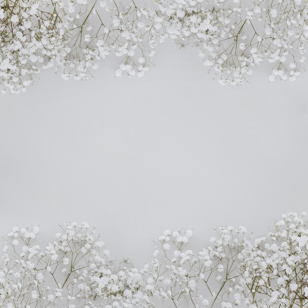 paniculata flowers on grey background with copyspace in the middle