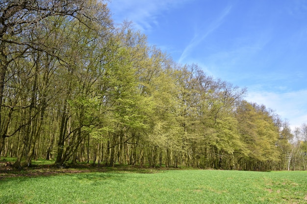Панорама красивый зеленый лес весной.