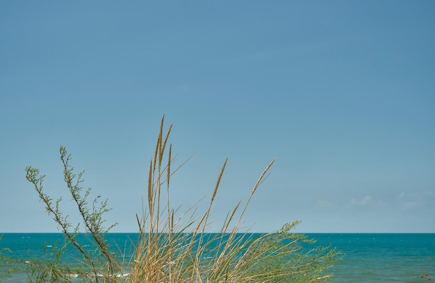 砂丘のある海のパノラマは、スクリーンセーバーの草のぼやけた青い空の背景夏の週末の背景または画面の壁紙またはテキストの広告の空き領域に焦点を当てています