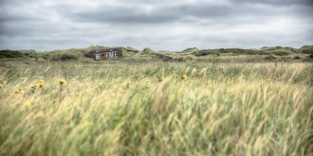 Free photo panorama of wheat spike growing in the middle of a field under the cloudy sky in the countryside