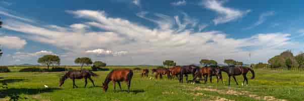Бесплатное фото Панорама с лошадьми, пасущимися на зеленом лугу