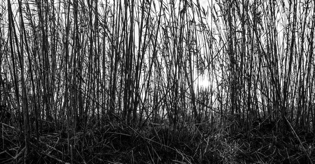 Panoramic greyscale shot of tall branches of plants