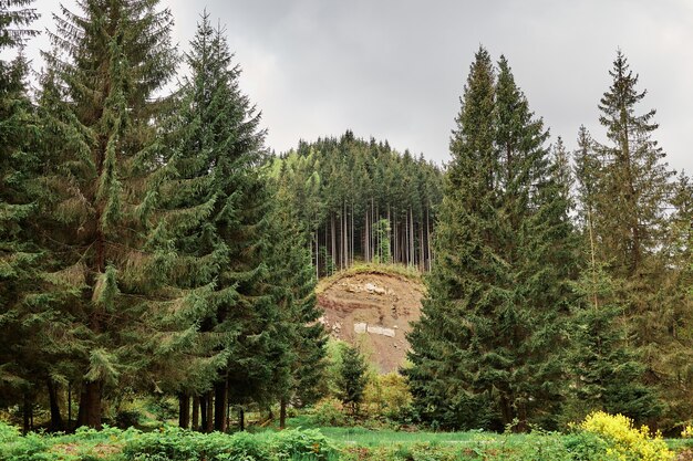 Panoramic landscape picture of green forest with mountain and trees on surface