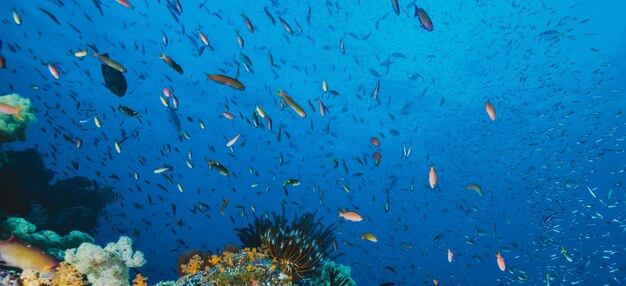 panoramic seascape of tropical fish