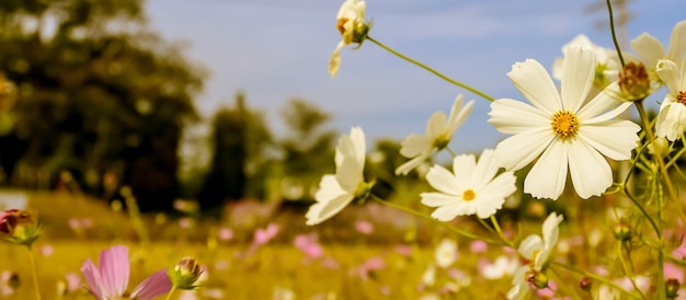 白い庭のコスモスの花のパノラマの選択的な焦点