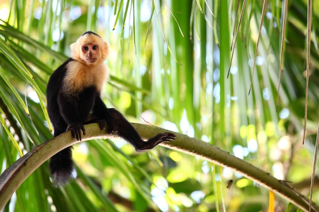 Free photo panoramic shot of a capuchin monkey lazily sitting on a long palm branch