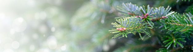 クリスマスツリーのパノラマ写真-背景に最適