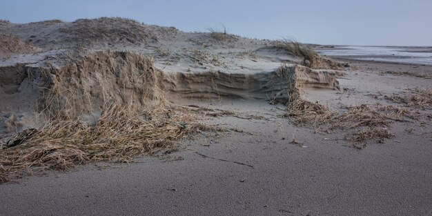 Panoramic shot of dry seaweed on the sandy shore of the ocean