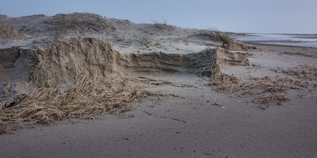 바다의 모래 사장에 마른 해초의 파노라마 샷