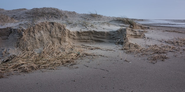 Panoramic shot of dry seaweed on the sandy shore of the ocean