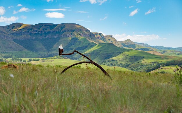 Панорамный снимок орла, стоящего на ветке