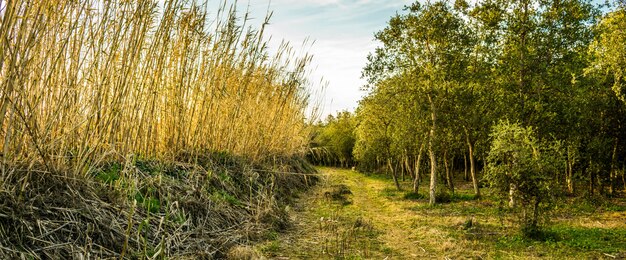 緑の木々や草の背の高い枝を持つフィールドのパノラマ撮影