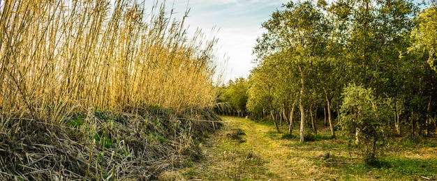 Panoramic shot of a field with green trees and tall branches of grass