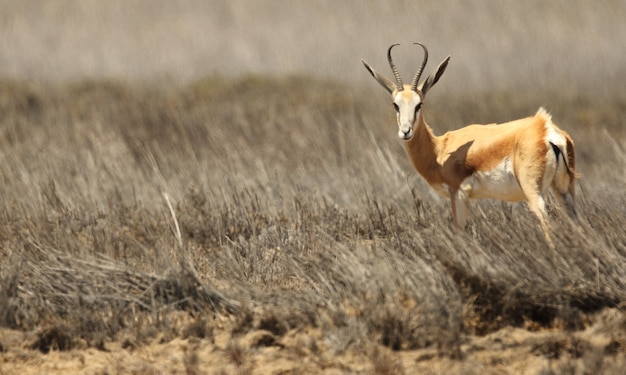 Panoramic shot of a gazelle standing on the grassy savanna plane