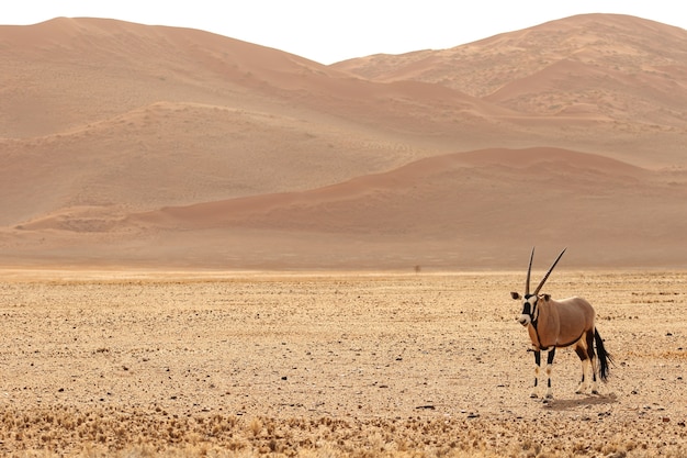 Panoramic shot of a gemsbok standing on a bare plain with hills