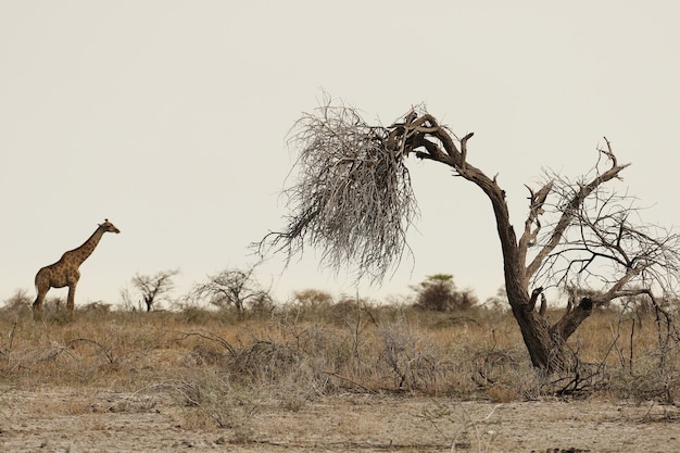 Panoramic shot of a giraffe standing on grassy plains with a dead tree in the foreground