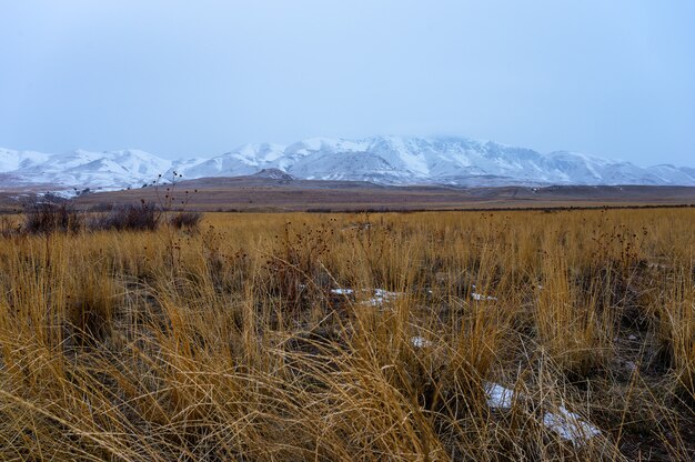 Panoramic shot of a grassland with  snow covered mountains in the background