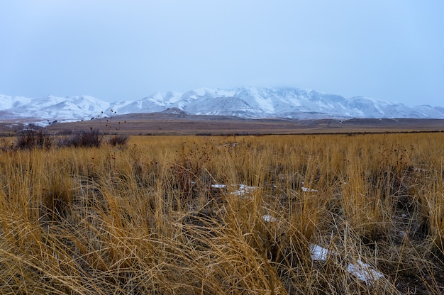 Panoramic shot of a grassland with  snow covered mountains in the background