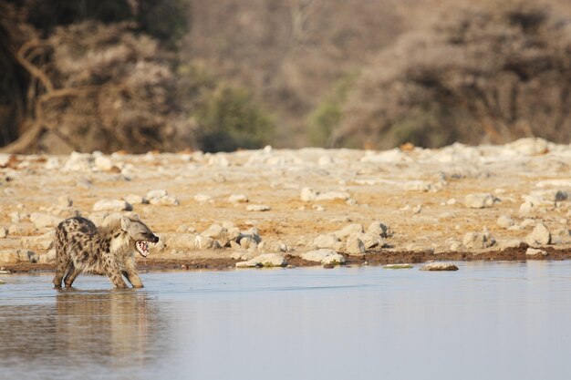 Panoramic shot of a hyena stretching in a waterhole