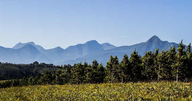 Panoramic shot of mountains behind trees and a field