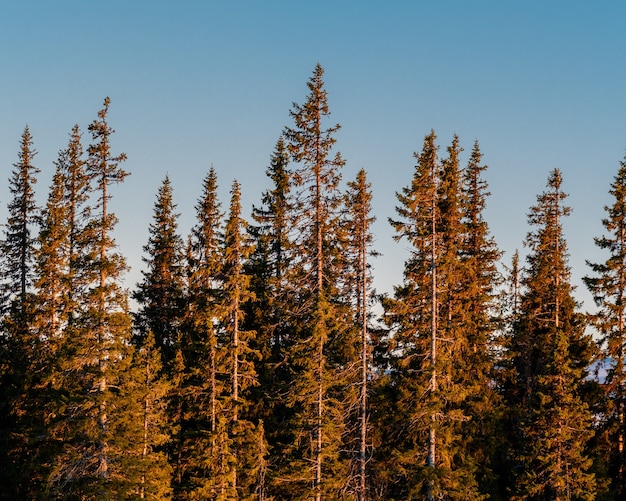 Panoramic shot of pine tree forest on a clear sky background during sunrise
