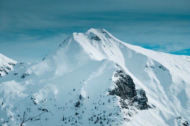 山のふもとに数本の高山の木がある雪に覆われた山頂のパノラマ写真