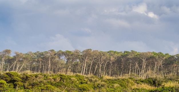 Панорамный снимок деревьев в лесу под пасмурным небом