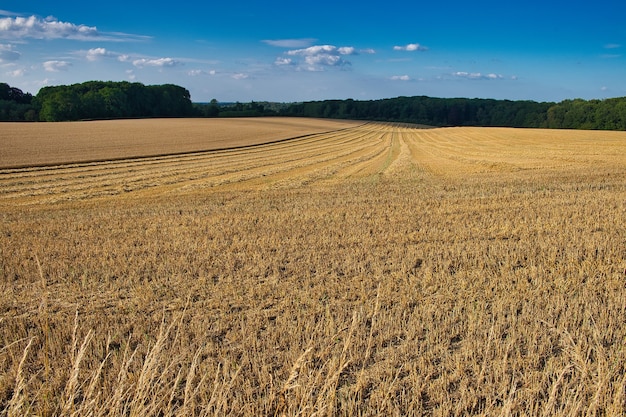 Panoramic shot of a very wide farm field that has just been harvested with trees on edge
