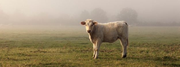 Панорамный вид коровы в поле с туманом