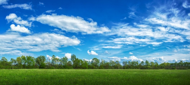 Panoramic view of a field covered in grass and trees under sunlight and a cloudy sky