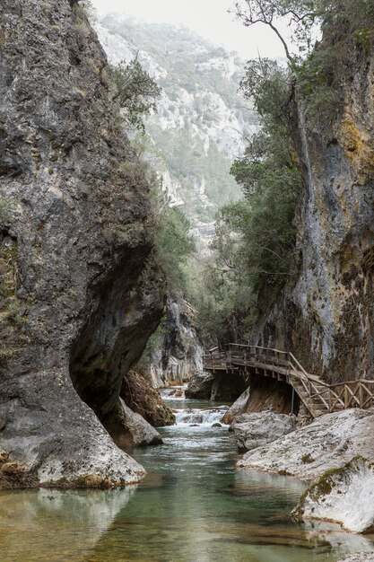 Panoramic view of forest and river