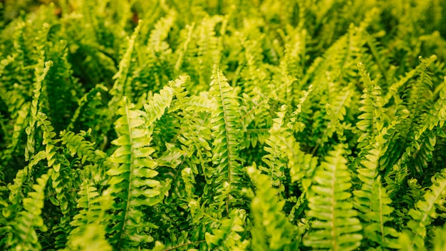 緑のシダのパノラマビューの葉の背景