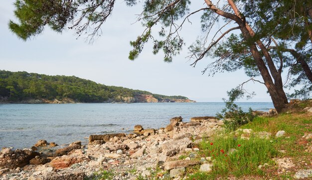 海の海岸のパノラマ風景。美の世界。七面鳥