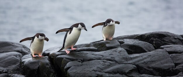 Panoramic view of three penguins on the stones in Antarctica