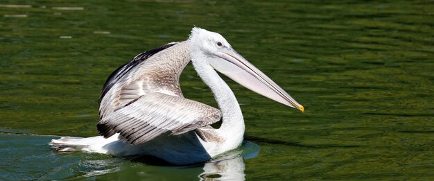 Панорамный вид белого пеликана на воде