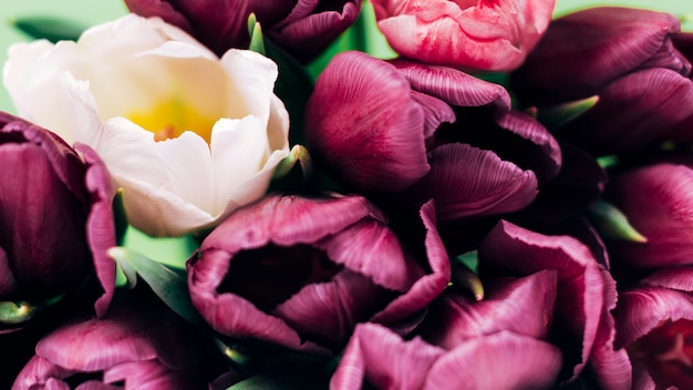 Панорамный вид белых тюльпанов среди фиолетовых тюльпанов