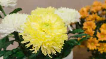 Free photo panoramic view of white and yellow chrysanthemums flowers