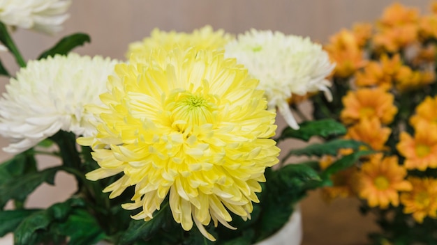 白と黄色の菊の花のパノラマビュー