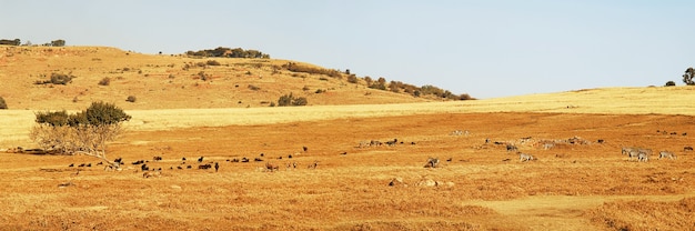 Panoramic view of wild animals in South Africa