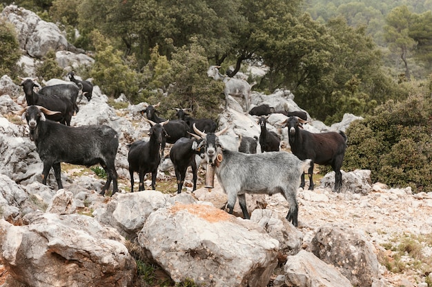Panoramic view of wild goats in nature