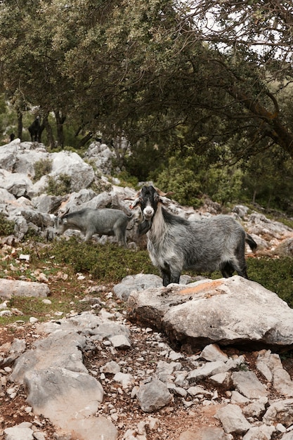 Free photo panoramic view of wild goats in nature