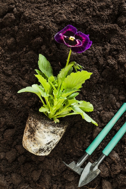 Pansy flower plant and gardening tools on fertile soil