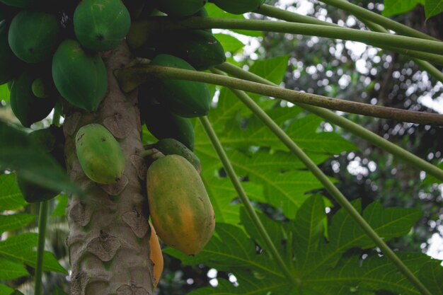 Papayas on a tree close up