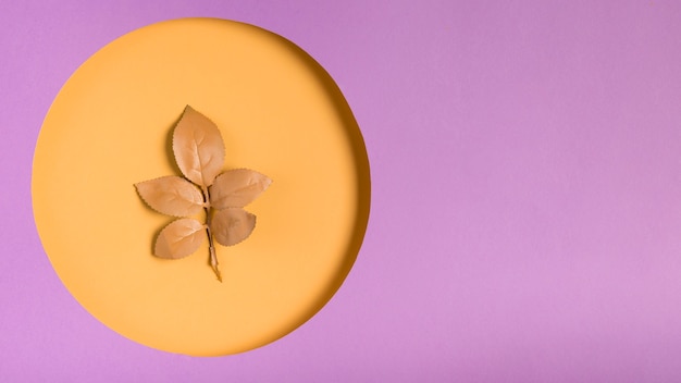 Paper circle concept with leaf on top