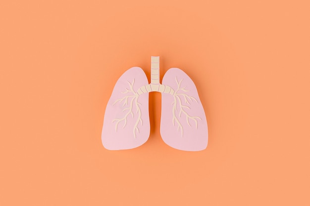 Free photo paper made lungs isolated on orange
