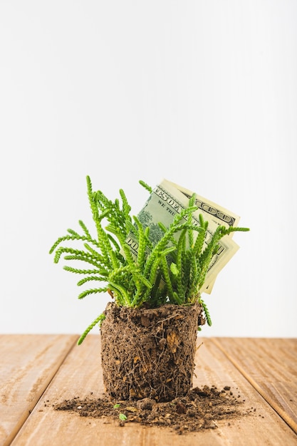 Paper money in plant on wooden table