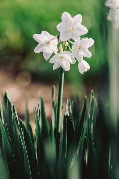 Paperwhite daffodils in bloom close-up