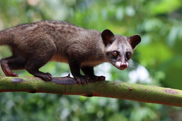 Paradoxurus hermaphroditus крупным планом с естественным фоном