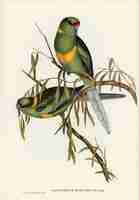 Free photo parakeet (platycercus barnardii) illustrated by elizabeth gould